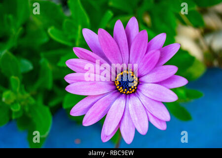 Un portrait photo d'une seule rose en fleurs fleurs marguerite Banque D'Images