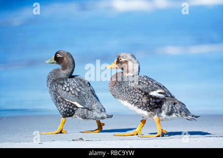 Un homme et une femme (Tachyeres brachypterus canards vapeur) à marcher ensemble, à l'île de Sea Lion, Îles Falkland, Banque D'Images