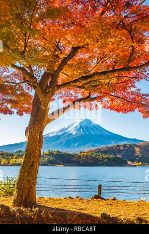 Cinq lacs Fuji, préfecture de Yamanashi, au Japon. Érable et le Mt Fuji en automne. Banque D'Images