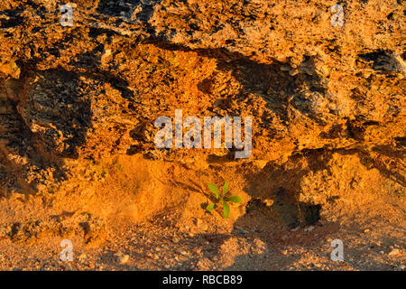 Les roches calcaires exposés avec plante le long des rives du lac Travis, Austin, Texas, USA Banque D'Images