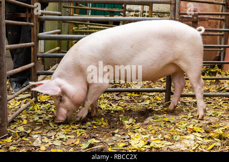 Les jeunes porcs domestiques rose s'enracinant dans son hangar, side view Banque D'Images