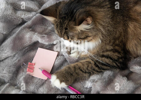 Doux moelleux de loucher grave cat dickey sur le blanc argent gris fausse fourrure pelucheuse fond rose couverture détient un stylo et rose clair autocollant avec bride métallique de la papeterie. Banque D'Images