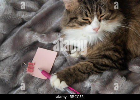 Doux moelleux de loucher grave cat dickey sur le blanc argent gris fausse fourrure pelucheuse fond rose couverture détient un stylo et rose clair autocollant avec bride métallique de la papeterie. Banque D'Images