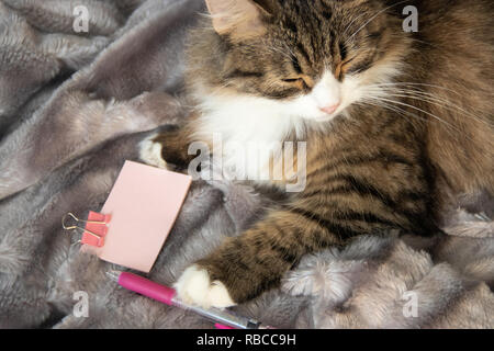 Doux moelleux de loucher grave cat dickey sur le blanc argent gris fausse fourrure pelucheuse fond rose couverture détient un stylo et rose clair autocollant avec bride métallique de la papeterie. Banque D'Images