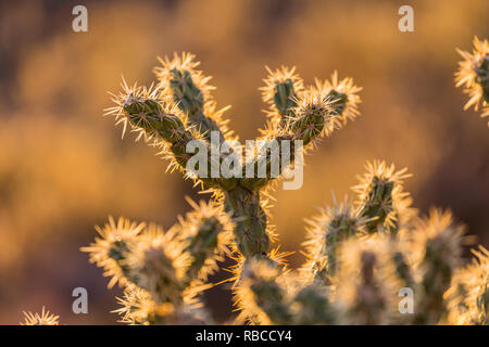 Cholla cactus détail macro. Tourné au Red Rock Canyon National Conservation Area dans le sud du Nevada. Banque D'Images