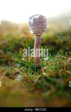 Coulemelle (Macrolepiota procera funghi) Banque D'Images