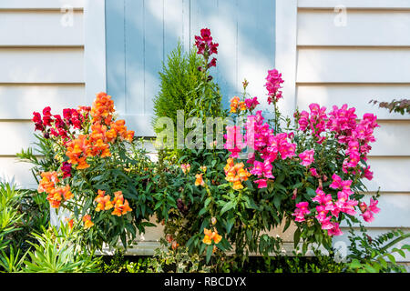 Libre de volets aux fenêtres et couleur bleu pastel fermé orange rose panier de fleurs décorations sur journée ensoleillée du sud de l'architecture à Charleston, Ca Banque D'Images