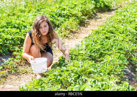 Jeune femme assise la cueillette des fraises dans les lignes de champ vert Panier de transport ferme de petits fruits rouges fruits au printemps ou en été Banque D'Images