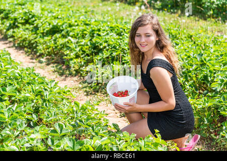 Young happy Woman picking Strawberries in green field lignes de transport ferme panier de fruits rouges fruits au printemps ou en été Banque D'Images