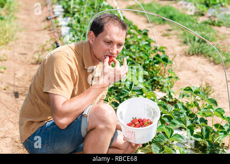 Jeune homme mangeant la cueillette des fraises dans les lignes de champ vert Berry Farm et carrying basket de fruits rouges en été Banque D'Images