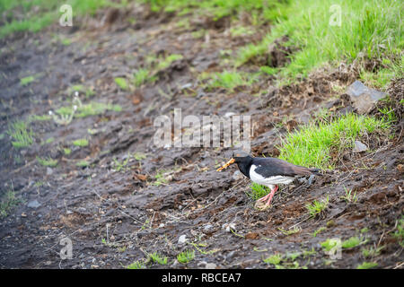 Paysage d'Islande avec un Haematopus ostralegus Huîtrier pie oiseau noir avec des yeux rouges et jaunes bill debout près de l'herbe verte en été sur le sol pour que Banque D'Images