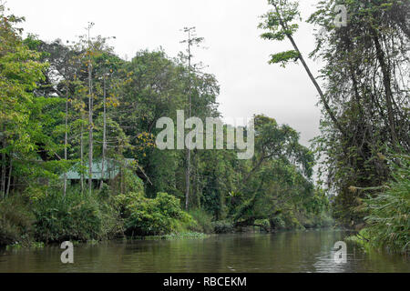 Chambre en forêt le long de la rivière Kinabatangan (Sungai Kinabatangan Sukau) près, Sabah (Bornéo), Malaisie Banque D'Images