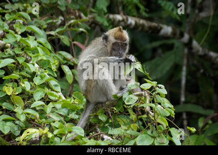 Macaque à longue queue (crabe-eating macaque) assis dans le long de l'arbre (Sungai Kinabatangan Sukau Kinabatangan River), Sabah (Bornéo, Malaisie), Banque D'Images