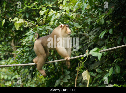 Cochon mâle macaque à queue (queue de cochon macaque à queue de cochon du sud, le macaque) marcher sur le câble dans la forêt à Sepilok Orang Utan Centre de réadaptation, Sandak Banque D'Images