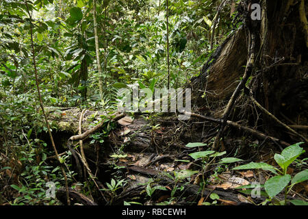 La végétation dans les forêts de plaine tropicale, au Sarawak (Bornéo), Malaisie Banque D'Images