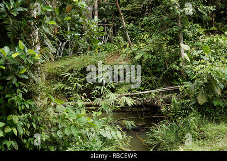 La végétation dans les forêts de plaine tropicale, au Sarawak (Bornéo), Malaisie Banque D'Images