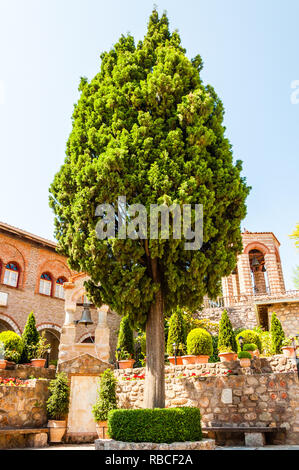 Météores, Grèce - 16 juin 2013 : croissance high pine tree dans la cour des grands Meteoron Monastère plein de fleurs, de plantes, de petits clochers un Banque D'Images