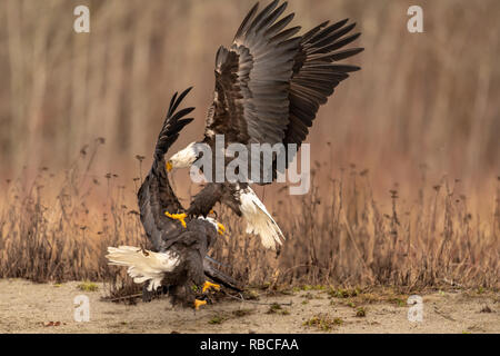 Deux Pygargues à tête blanche (Haliaeetus leucocephalus) bataille de territoire et de l'alimentation dans le nord-ouest du Pacifique Banque D'Images