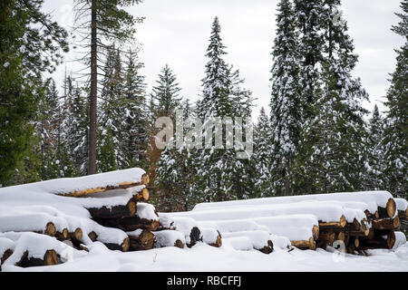 Tempête de décembre blanchets arbres abattus dans une forêt de la Sierra Nevada Banque D'Images