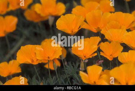 Le pavot de Californie (Eschscholzia californica) EMBLÈME FLORAL OFFICIEL DE LA CALIFORNIE Banque D'Images