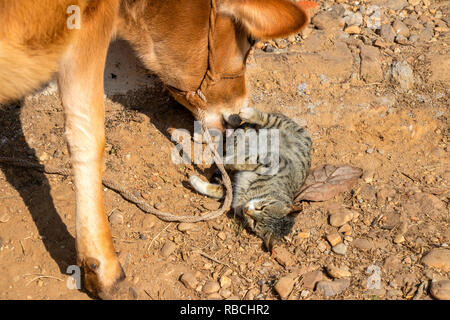 Vache et chat jouant ensemble en dehors de l'étable Banque D'Images