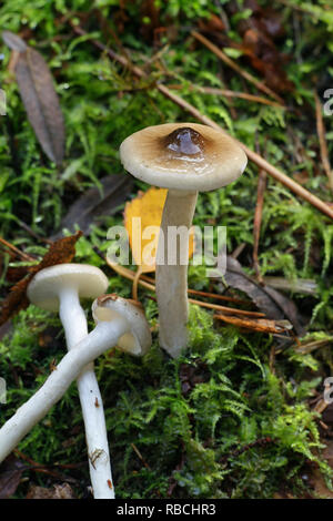 Hygrophorus olivaceoalbus, connue comme la cire d'olive, sheated waxgill, cap ou cap cireux à gaine visqueux Banque D'Images