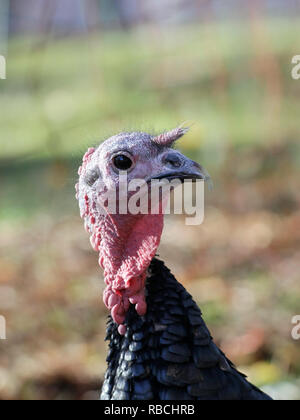 La Turquie, Meleagris gallopavo, de la course 'Spanish Noir' ou 'Black' Norfolk Banque D'Images