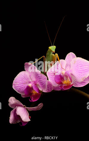 Bordée d'Afrique (Mante Sphodromantis lineola) Banque D'Images