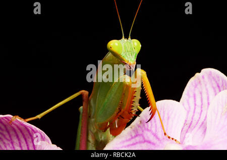 Bordée d'Afrique (Mante Sphodromantis lineola) Banque D'Images