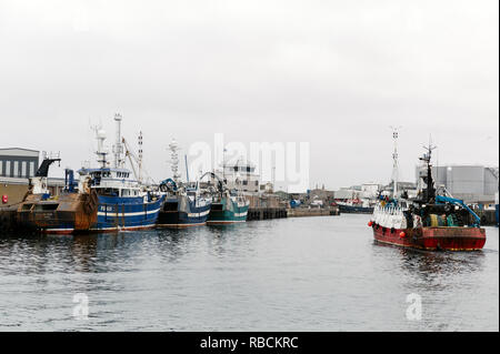 Chalutier de corégones qui arrivent dans le port d'Aberlour à la terre ses captures du marché aux poissons. Banque D'Images
