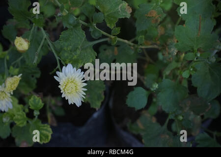 Type de fleur de chrysanthème blanc Nom de l'espèce Chrysanthemum indicum linn Banque D'Images