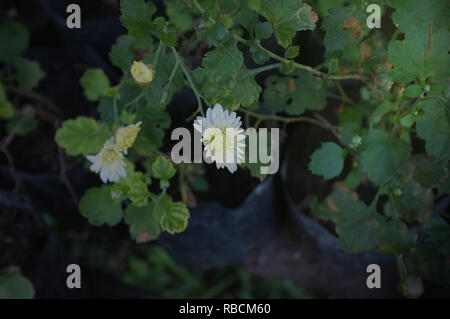 Type de fleur de chrysanthème blanc Nom de l'espèce Chrysanthemum indicum linn Banque D'Images