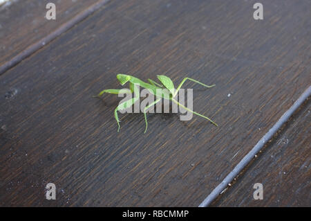 L'accent de chasser Mante Mantis mantes religieuses sur plancher en bois. Banque D'Images