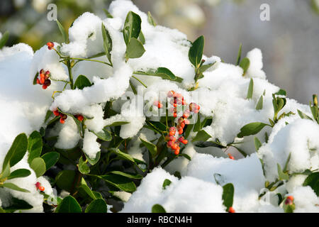 Euonymus en hiver sous la neige. Spindelsträucher. Euonymus sp. Un Kecskerágó télen hó alatt. Banque D'Images