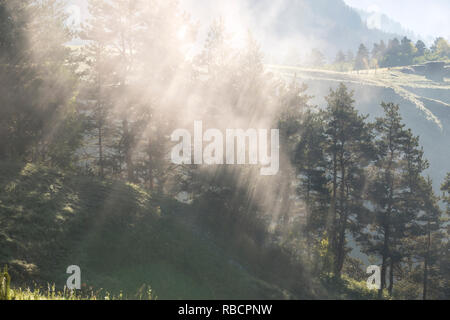 Matin brouillard dans la forêt, briser les rayons du soleil à travers le brouillard, la Géorgie, Tusheti Banque D'Images