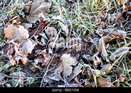 Glasgow, Écosse, Royaume-Uni, 09 janvier 2019. Météo France : journée ensoleillée sur la ville après une nuit de gel sur le Forth and Clyde canal comme les habitants souffrent du froid. Gerard crédit Ferry/Alamy Live News Banque D'Images