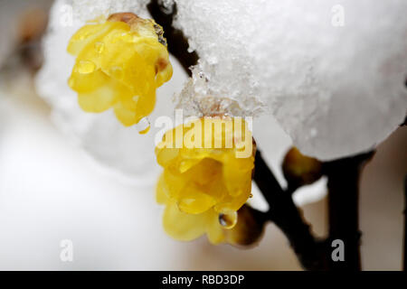 Nanjing, Jiangsu Province de la Chine. Jan 9, 2019. La neige wintersweet fleurs sont vus à Nanjing, capitale de la province de Jiangsu, Chine orientale, le 9 janvier 2019. Source : Xinhua/Zhongnan Sun/Alamy Live News Banque D'Images