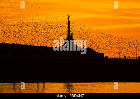 Aberystwyth, Pays de Galles, Royaume-Uni. 09Th Jan, 2019. Météo France : sur une bonne soirée froide, après une journée de soleil d'hiver, les troupeaux de dizaines de milliers de minuscules étourneaux volent dans urmurations "énorme" dans le ciel au-dessus d'Aberystwyth War Memorial qui reviennent de leur alimentation quotidienne pour se percher pour la nuit sur la forêt de pieds en dessous de la ville, station balnéaire victorienne pier. Aberystwyth est l'un des rares gîtes urbains dans le pays et attire des gens de tout le Royaume-Uni pour assister à la soirée spectaculaire affiche. Crédit photo : Keith morris/Alamy Live News Banque D'Images