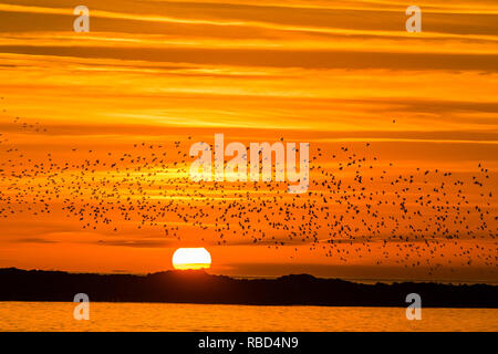 Aberystwyth, Pays de Galles, Royaume-Uni. 09Th Jan, 2019. Météo France : alors que le soleil se couche sur une soirée froide, après une journée de soleil d'hiver, les troupeaux de dizaines de milliers de minuscules étourneaux volent dans urmurations "énorme" dans le ciel au-dessus d'Aberystwyth qui reviennent de leur alimentation quotidienne pour se percher pour la nuit sur la forêt de pieds en dessous de la ville, station balnéaire victorienne pier. Aberystwyth est l'un des rares gîtes urbains dans le pays et attire des gens de tout le Royaume-Uni pour assister à la soirée spectaculaire affiche. Crédit photo : Keith morris/Alamy Live News Banque D'Images