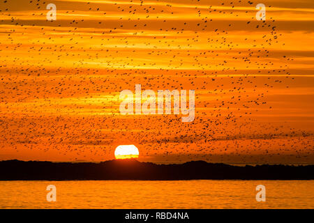 Aberystwyth, Pays de Galles, Royaume-Uni. 09Th Jan, 2019. Météo France : alors que le soleil se couche sur une soirée froide, après une journée de soleil d'hiver, les troupeaux de dizaines de milliers de minuscules étourneaux volent dans urmurations "énorme" dans le ciel au-dessus d'Aberystwyth qui reviennent de leur alimentation quotidienne pour se percher pour la nuit sur la forêt de pieds en dessous de la ville, station balnéaire victorienne pier. Aberystwyth est l'un des rares gîtes urbains dans le pays et attire des gens de tout le Royaume-Uni pour assister à la soirée spectaculaire affiche. Crédit photo : Keith morris/Alamy Live News Banque D'Images