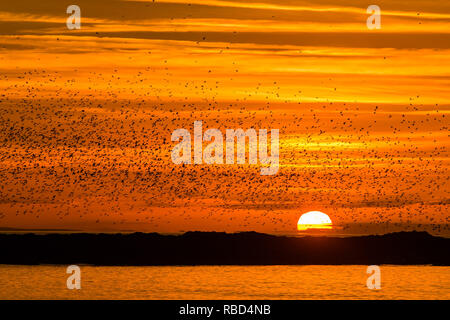 Aberystwyth, Pays de Galles, Royaume-Uni. 09Th Jan, 2019. Météo France : alors que le soleil se couche sur une soirée froide, après une journée de soleil d'hiver, les troupeaux de dizaines de milliers de minuscules étourneaux volent dans urmurations "énorme" dans le ciel au-dessus d'Aberystwyth qui reviennent de leur alimentation quotidienne pour se percher pour la nuit sur la forêt de pieds en dessous de la ville, station balnéaire victorienne pier. Aberystwyth est l'un des rares gîtes urbains dans le pays et attire des gens de tout le Royaume-Uni pour assister à la soirée spectaculaire affiche. Crédit photo : Keith morris/Alamy Live News Banque D'Images