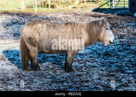 Un poney Shetland dans un champ couvert de givre Banque D'Images