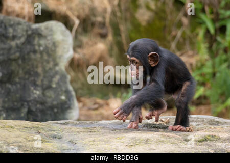 L'amour d'une mère est clair pour voir dans cet ensemble d'images adorables comme un chimpanzé s'accroche sur son bébé. Chaud au cœur photos montrent la mère et l'enfant embrasser comme le bébé chimpanzé fait irruption dans un grand sourire et rire en regardant la caméra. D'autres belles images montrent le bébé accroché à maman comme elle marche autour, trouver ses pieds et de prendre ses propres mesures instationnaires et suçant son pouce. Le plaisir des photos ont été prises au Zoo de Taronga, Sydney, Australie par le photographe Mandy Creighton (49), à partir de Wollongong, Australie. Mediadrumimages / Mandy Creighton Banque D'Images