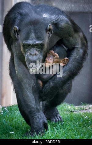 L'amour d'une mère est clair pour voir dans cet ensemble d'images adorables comme un chimpanzé s'accroche sur son bébé. Chaud au cœur photos montrent la mère et l'enfant embrasser comme le bébé chimpanzé fait irruption dans un grand sourire et rire en regardant la caméra. D'autres belles images montrent le bébé accroché à maman comme elle marche autour, trouver ses pieds et de prendre ses propres mesures instationnaires et suçant son pouce. Le plaisir des photos ont été prises au Zoo de Taronga, Sydney, Australie par le photographe Mandy Creighton (49), à partir de Wollongong, Australie. Mediadrumimages / Mandy Creighton Banque D'Images