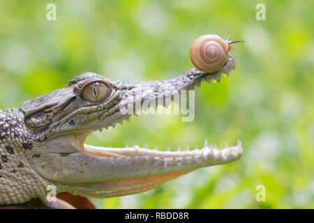 Le sud de Jakarta, Indonésie : les images montrent le moment hilarant un courageux aventurés lentement à l'intérieur de l'escargot mâchoires ouvertes d'un crocodile. La série de photos insolites montrent l'escargot audacieux glisser jusqu'à la pointe de l'avant sur le nez du reptile à l'intérieur de la sa bouche et, éventuellement, se déplaçant à l'intérieur. Dans un dernier coup, l'escargot peut être vu en appui sur le toit de la bouche du croc. L'incroyable des photos ont été prises par Roni Kurniawan (26) de Pondok Pinang, Jakarta, Indonésie juste à l'extérieur du sud de Jakarta. Pour prendre les photos, Roni utilisé un Canon 600D appareil photo. Roni Kurniawan / mediadrumworld.com Banque D'Images