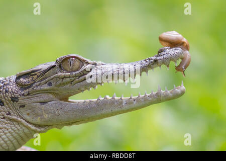 Le sud de Jakarta, Indonésie : les images montrent le moment hilarant un courageux aventurés lentement à l'intérieur de l'escargot mâchoires ouvertes d'un crocodile. La série de photos insolites montrent l'escargot audacieux glisser jusqu'à la pointe de l'avant sur le nez du reptile à l'intérieur de la sa bouche et, éventuellement, se déplaçant à l'intérieur. Dans un dernier coup, l'escargot peut être vu en appui sur le toit de la bouche du croc. L'incroyable des photos ont été prises par Roni Kurniawan (26) de Pondok Pinang, Jakarta, Indonésie juste à l'extérieur du sud de Jakarta. Pour prendre les photos, Roni utilisé un Canon 600D appareil photo. Roni Kurniawan / mediadrumworld.com Banque D'Images