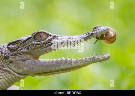 Le sud de Jakarta, Indonésie : les images montrent le moment hilarant un courageux aventurés lentement à l'intérieur de l'escargot mâchoires ouvertes d'un crocodile. La série de photos insolites montrent l'escargot audacieux glisser jusqu'à la pointe de l'avant sur le nez du reptile à l'intérieur de la sa bouche et, éventuellement, se déplaçant à l'intérieur. Dans un dernier coup, l'escargot peut être vu en appui sur le toit de la bouche du croc. L'incroyable des photos ont été prises par Roni Kurniawan (26) de Pondok Pinang, Jakarta, Indonésie juste à l'extérieur du sud de Jakarta. Pour prendre les photos, Roni utilisé un Canon 600D appareil photo. Roni Kurniawan / mediadrumworld.com Banque D'Images