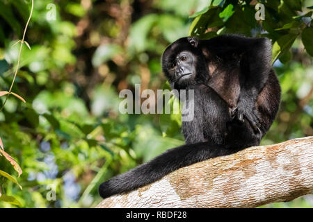 Geoffrey's singe-araignée, Parc National de Tortuguero, Costa Rica Banque D'Images