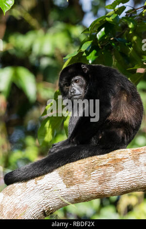 Geoffrey's singe-araignée, Parc National de Tortuguero, Costa Rica Banque D'Images