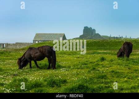 Un poney Shetland au Jarlshof et préhistoriques colonisation scandinave site archéologique au Shetland, Écosse, Royaume-Uni, Europe. Banque D'Images